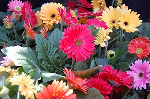 Gerbera Daisy